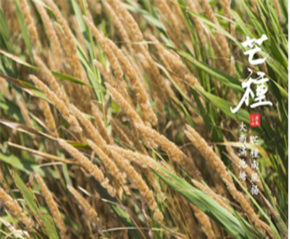 24 Solar Terms: 7 things you may not know about Grain in Ear