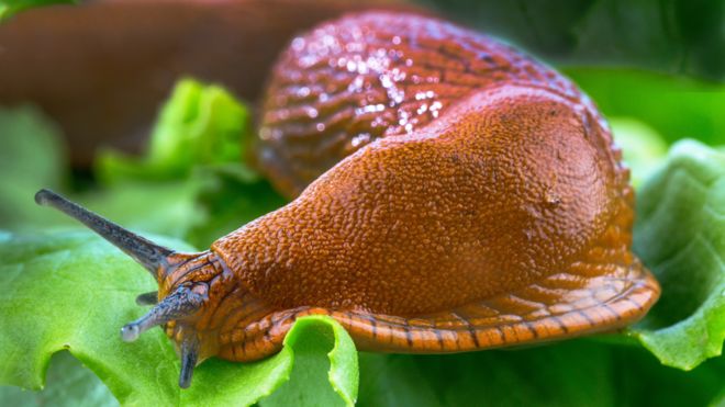 Spanish slugs: Moscow alarm over giant invasive pests